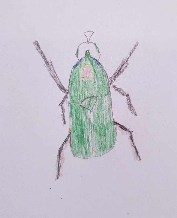 Image of Year 1 observational drawing - insects
