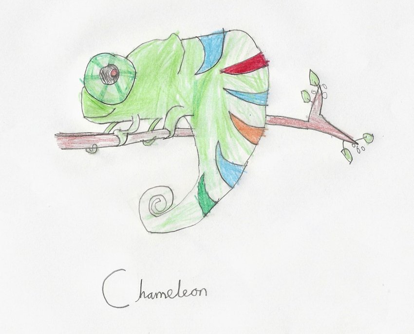Image of Iguana Art Challenge